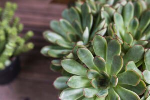 Close-up of green succulent plant with thick fleshy leaves edged in red.