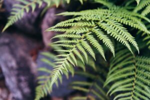Close-up of delicate green fern leaves with a soft blurred background.