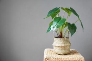 Aloe vera plant in a clay pot on a wooden table with fresh cut leaves in a bright indoor space.